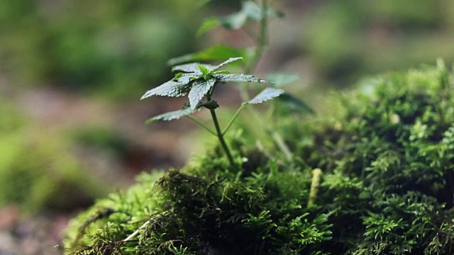 潮湿天气中生长的小荨麻和苔藓视频素材