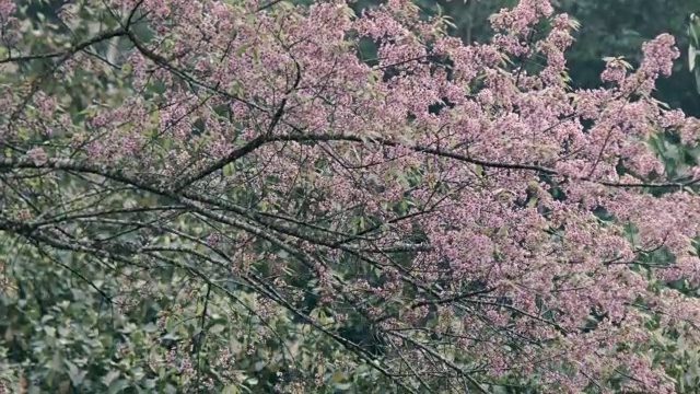 樱花,樱花视频素材