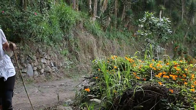 女人爬上山路，穿过森林视频素材