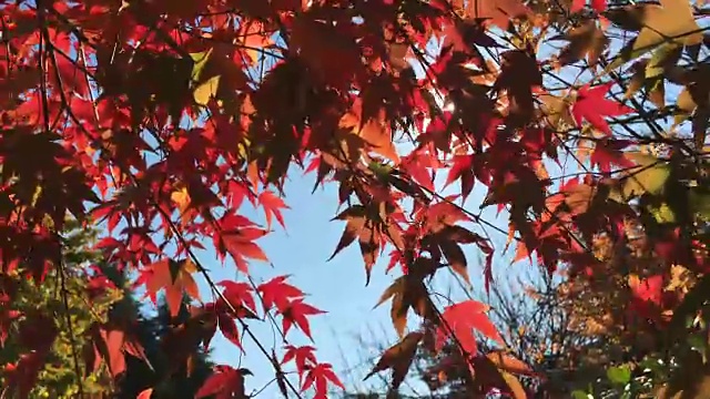 秋天的枫叶带着阳光在树上飞舞视频下载