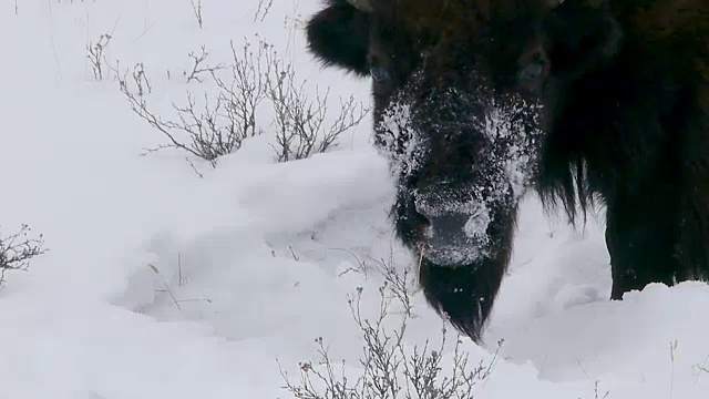 冬天，怀俄明州黄石国家公园，野牛用头扫雪，在埋在地下的草地上吃草视频素材