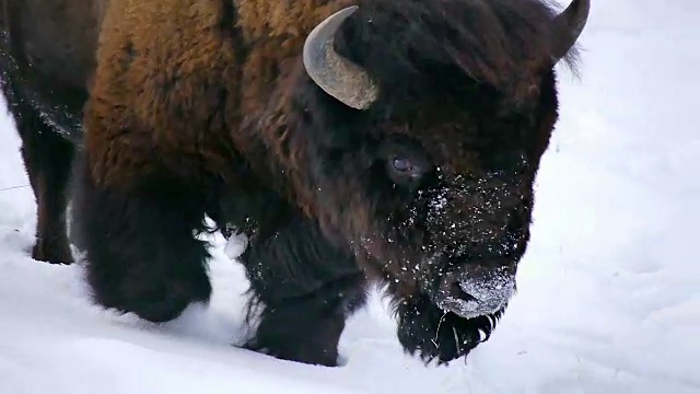 冬天，怀俄明州黄石国家公园，野牛用头扫雪，在埋在地下的草地上吃草视频素材