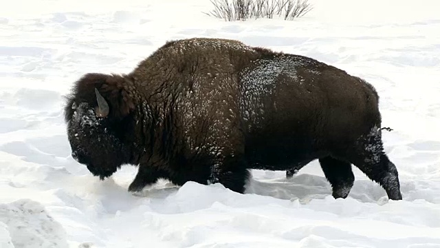 冬天，怀俄明州黄石国家公园里的野牛在雪地里行走视频素材