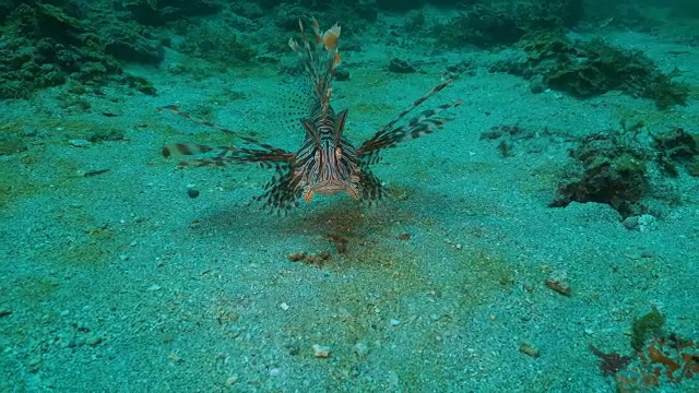 狮子鱼在海底接近地面游泳(4K)视频素材