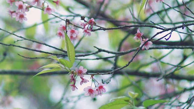 樱花,樱花视频素材