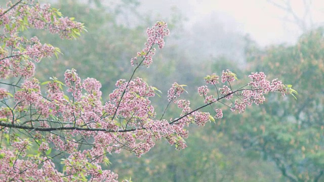 樱花,樱花视频下载