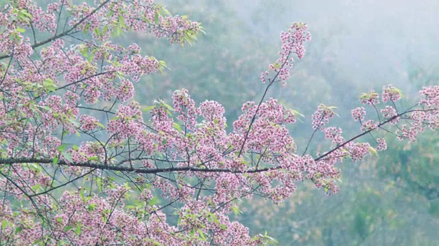 樱花,樱花视频素材