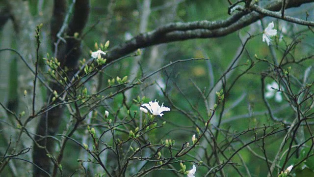 樱花,樱花视频下载