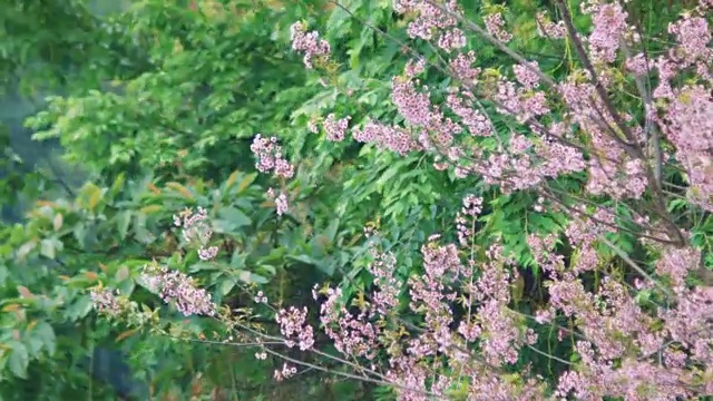 樱花,樱花视频下载