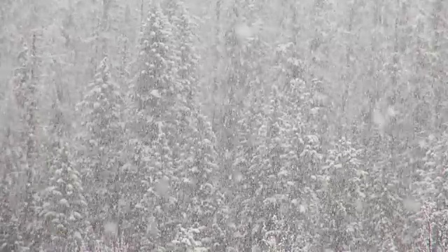 长焦拍摄的雪覆盖的树木在山期间，沉重的雪花暴风雪。视频素材