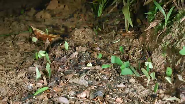 行军蚁(Eciton rapax)和切叶蚁(Leaf Cutter Ants)的纵队并肩行走的延时图。视频素材