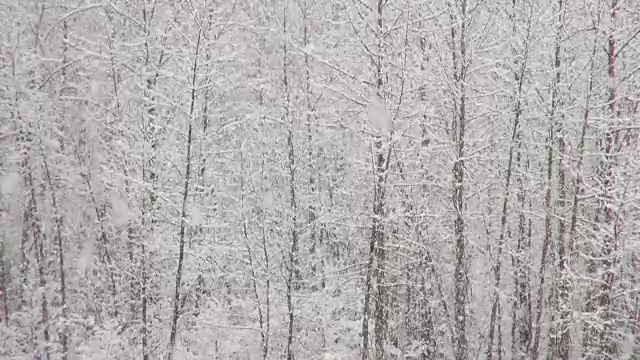 长焦拍摄的雪覆盖的树木在山期间，沉重的雪花暴风雪。视频素材