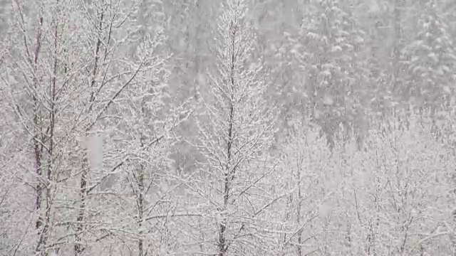 潘先生用长焦镜头拍摄了大雪肆虐期间，山上被雪覆盖的树木。视频素材