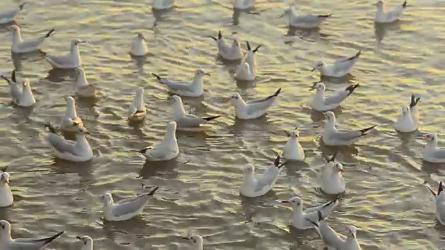 摇摄:黎明时分，一群海鸥在海面上飞翔、漂浮视频素材