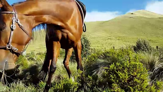 马吃草在山上与阳光在泻湖莫扬达厄瓜多尔视频素材