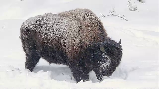 冬天，怀俄明州黄石国家公园河边的野牛在暴风雪中吃草视频素材