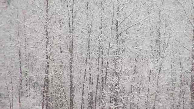 潘先生用长焦镜头拍摄了大雪肆虐期间，山上被雪覆盖的树木。视频素材