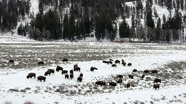 冬天，怀俄明州黄石国家公园的大草地上吃草的野牛视频素材