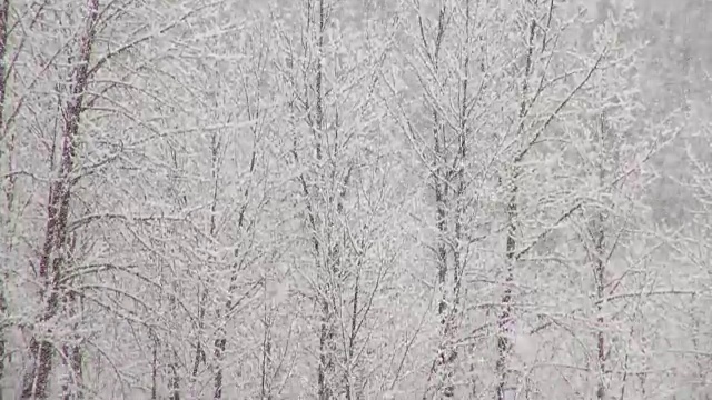 潘上下长焦拍摄了在大雪漫天的雪花下，沿着河岸的树在山上。视频素材