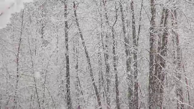 长焦拍摄的雪覆盖的树木在山期间，沉重的雪花暴风雪。视频素材