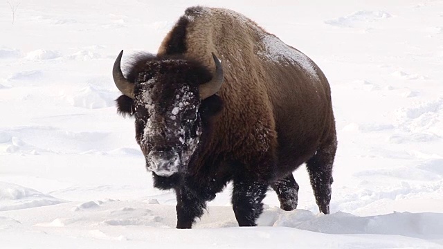 黄石国家公园，怀俄明州，冬天，野牛面朝前站着，脸上有雪，全身拍摄视频素材