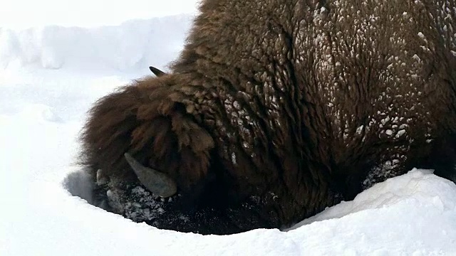 冬天，怀俄明州黄石国家公园，野牛用头扫雪，在埋在地下的草地上吃草视频素材