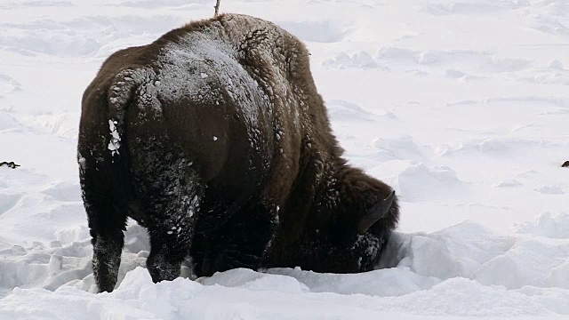 冬天，怀俄明州黄石国家公园，野牛用头扫雪，在埋在地下的草地上吃草视频素材