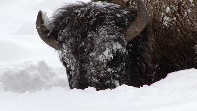 冬天，怀俄明州黄石国家公园，野牛用头扫雪，在埋在地下的草地上吃草视频素材