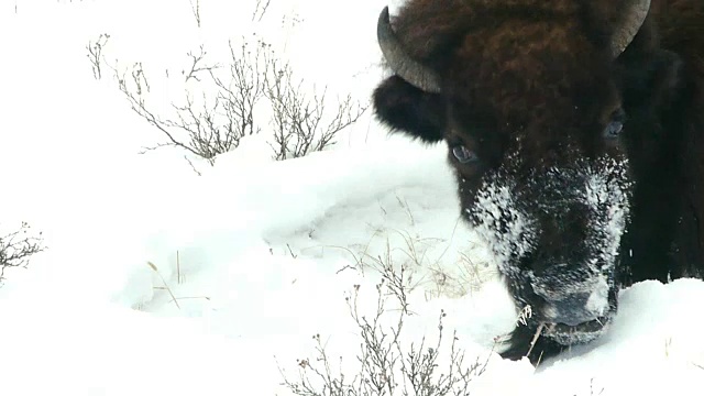 冬天，怀俄明州黄石国家公园，野牛用头扫雪，在埋在地下的草地上吃草视频素材