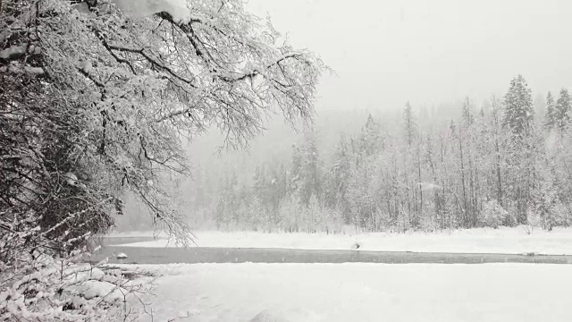 潘右宽拍下了在大雪中被大雪覆盖的树木在山上。视频素材