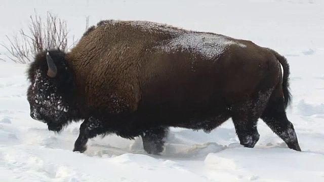 冬天，怀俄明州黄石国家公园里的野牛在雪地里行走视频素材