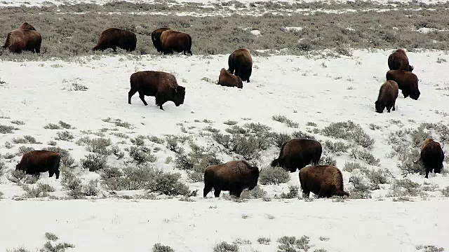 冬天，怀俄明州黄石国家公园里的野牛在雪地里吃草视频素材