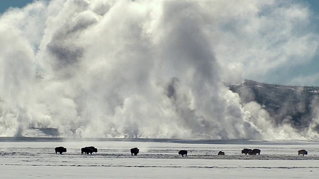 黄石国家公园，怀俄明州，冬天，以间歇泉蒸汽为背景的野牛群视频素材