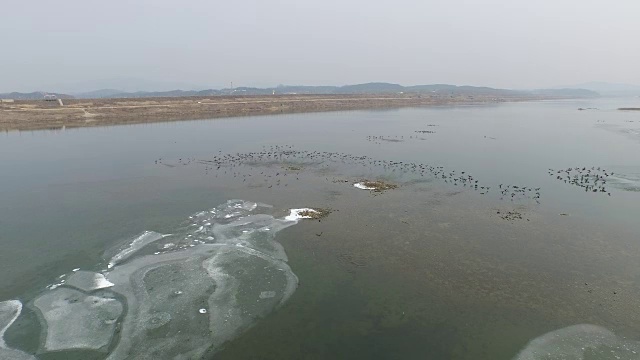 大群的野鸭(候鸟)正在南hangang河中游来游去视频素材