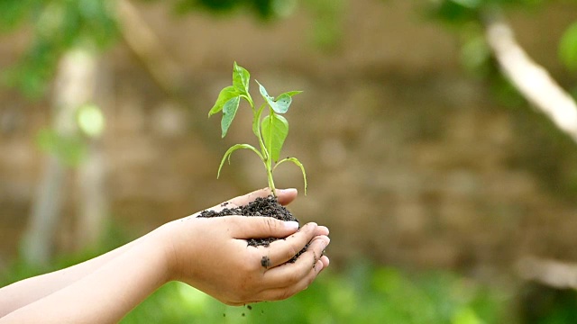 孩子用新植物给老人一块土壤——慢动作视频素材