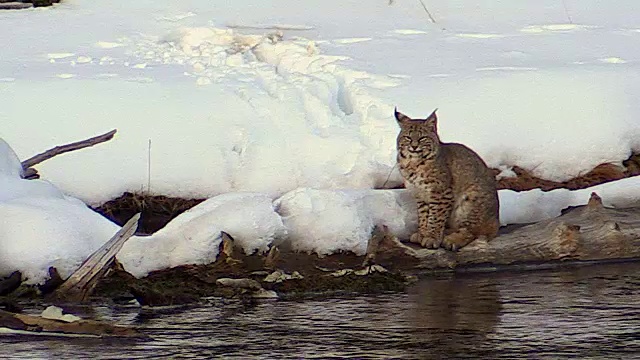 在怀俄明州黄石国家公园，沿着麦迪逊河散步、坐着、打猎的山猫视频素材