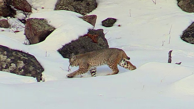 在怀俄明州黄石国家公园，沿着麦迪逊河散步、坐着、打猎的山猫视频素材