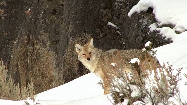 怀俄明州黄石国家公园，一只土狼在雪地里下山视频素材