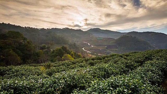 茶园和日出视频素材