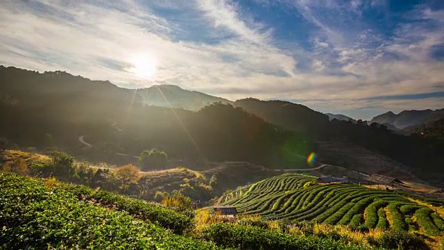 茶园和日出视频素材