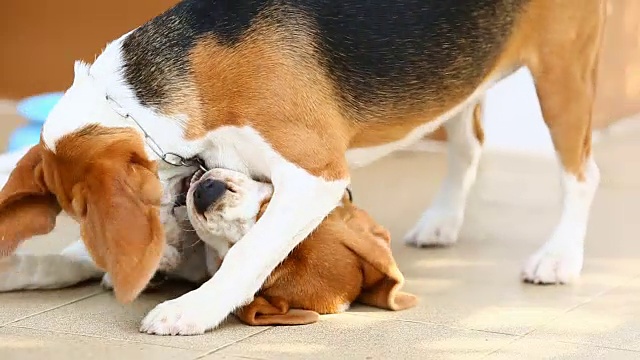 两只小猎犬在一起玩视频素材