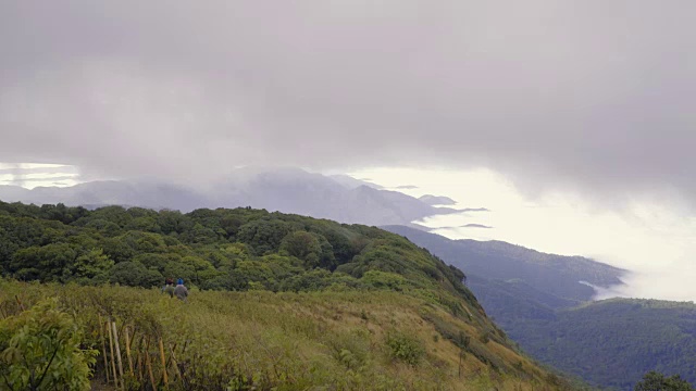 雨林中的晨雾视频素材