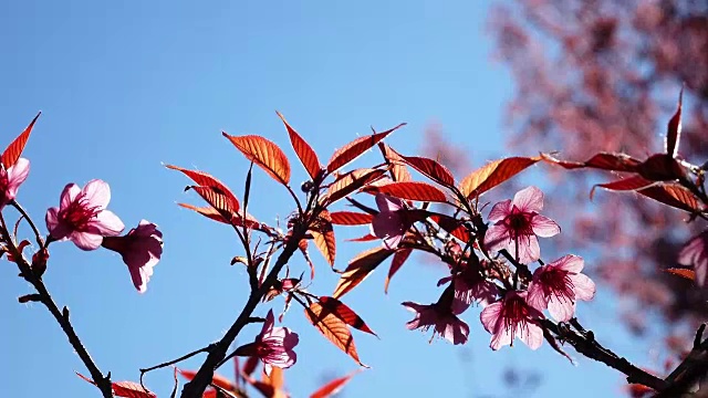 樱花的花视频素材