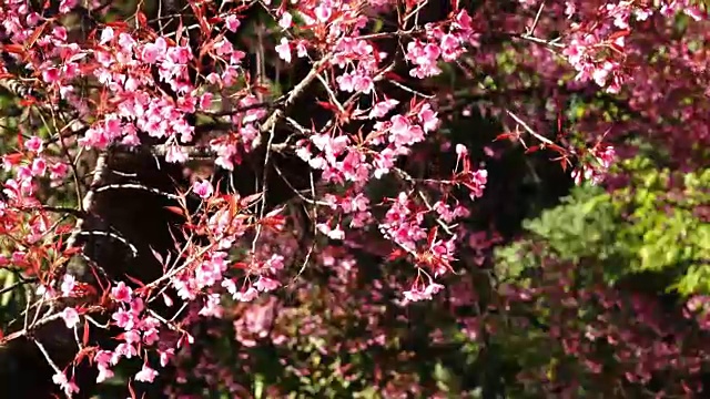 樱花的花视频素材