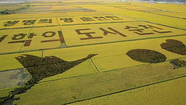 顺天门湾(自然地标，生态公园)稻田中的韩文手写麦田圈画视频素材