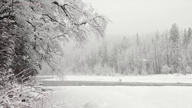 在大雪纷飞的雪灾中，潘文石留下了大范围的拍摄，拍摄的是山中河边被雪覆盖的树木。视频素材