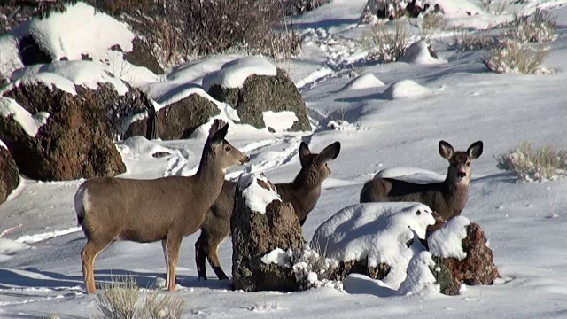 冬季，怀俄明州黄石国家公园里，站在雪景中的骡鹿警惕着视频素材