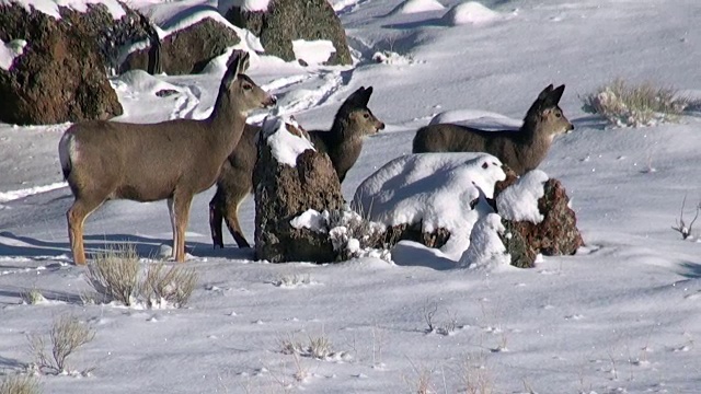 冬季，怀俄明州黄石国家公园里，站在雪景中的骡鹿警惕着视频素材