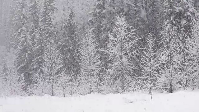 长焦拍摄的雪覆盖的树木在山期间，沉重的雪花暴风雪。视频素材