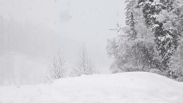 长焦拍摄的雪覆盖的树木在山期间，沉重的雪花暴风雪。视频素材